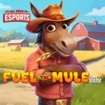 Fuel The Mule, Rasane Koyo Numpak 4 Kuda Hidup